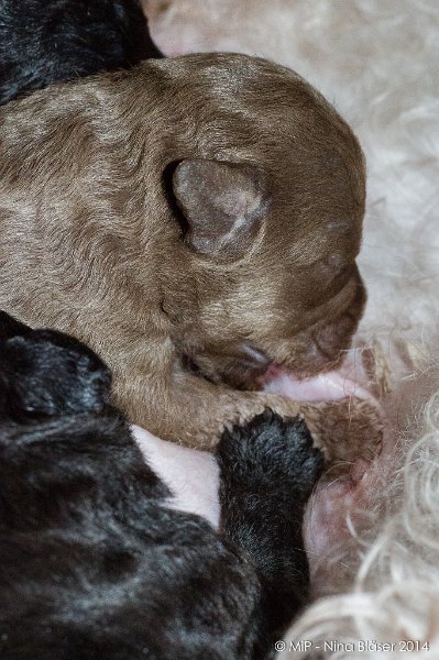 2014-02-09 Welpen Svet & Ruby-1657.jpg - Day 7